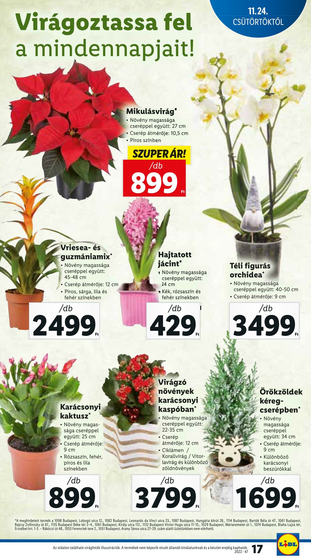 Flyer Lidl 24.11.2022 - 30.11.2022